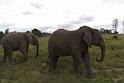 Elephant Sanctuary (19)